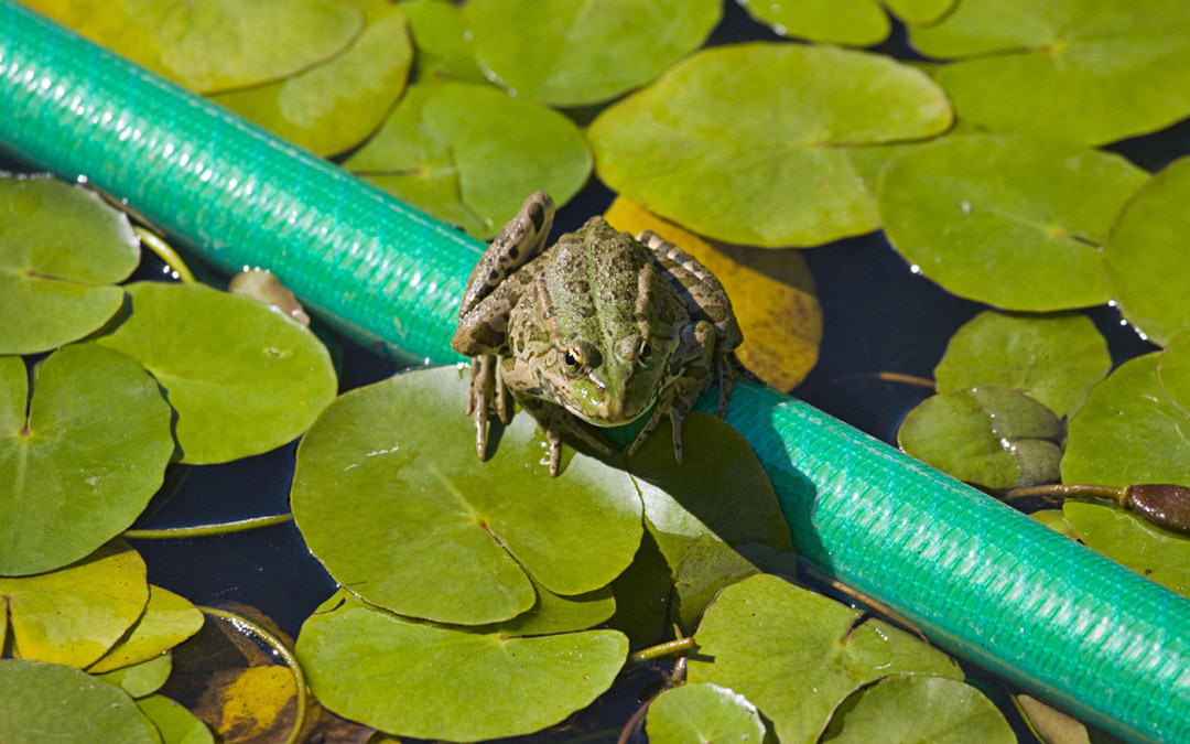 Fröschlein im Seerosenteich auf grünem Gartenschlauch