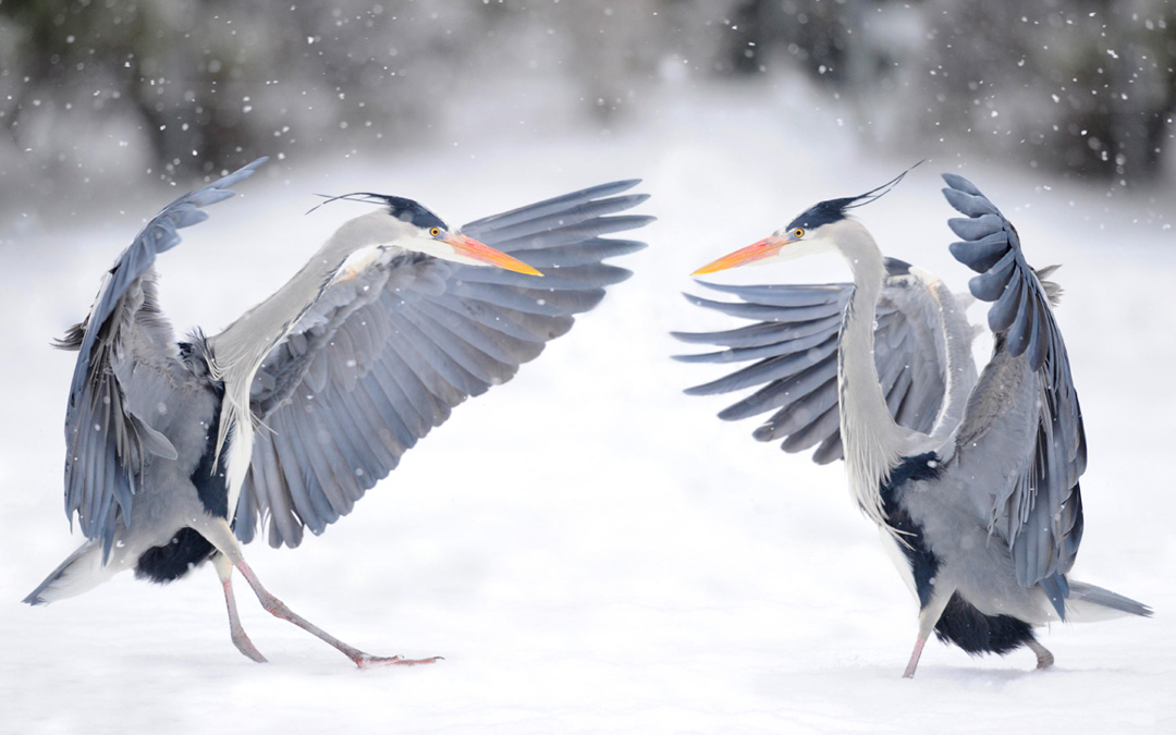 Zwei streitende Graureiher (Ardea cinerea) im Winter