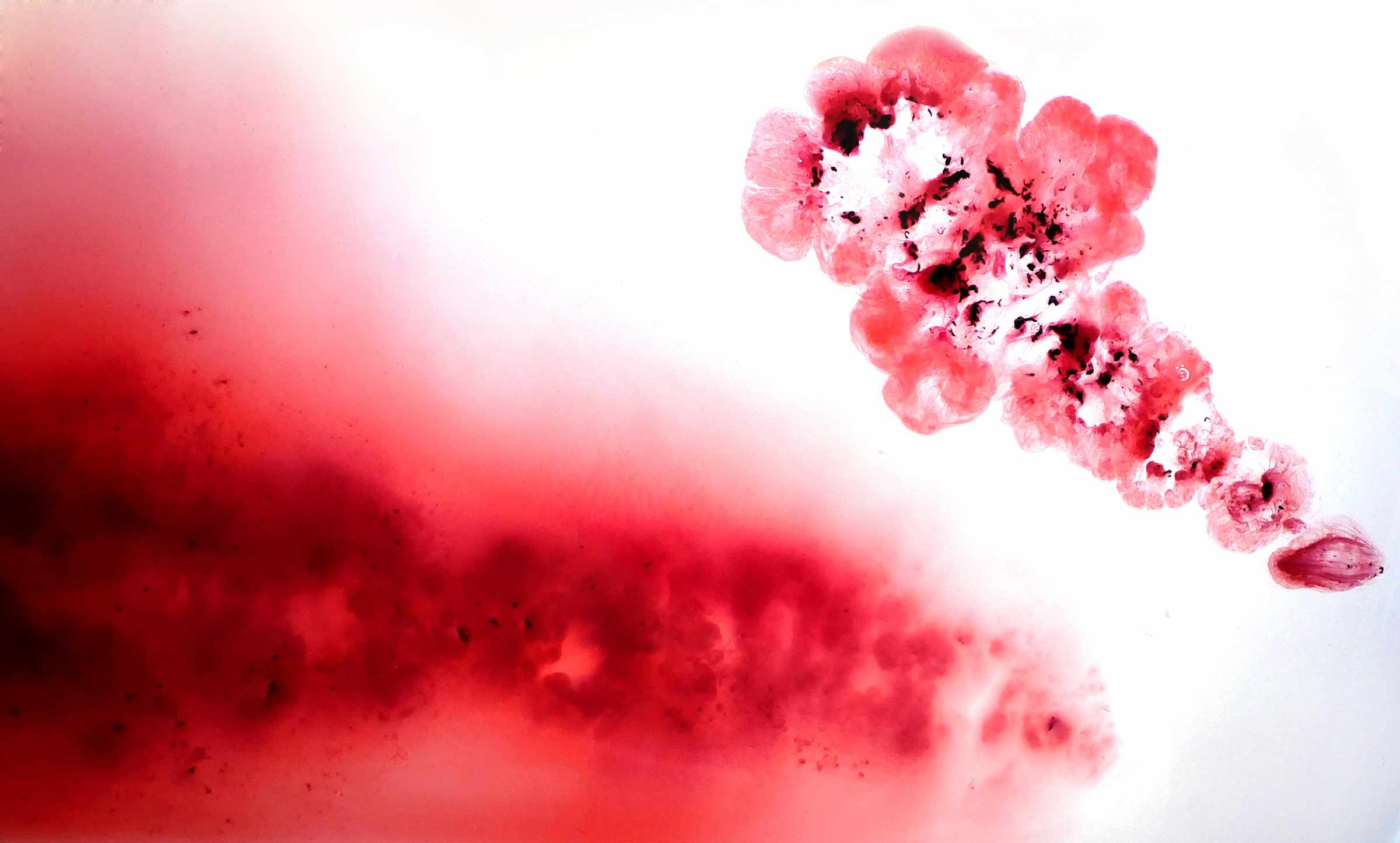 Stilisiertes Bild mit zwei roten Flecken auf weißem Grund. Es ähnelt Menstruationsblut.
